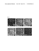 INTRAVITAL SAMPLE DEVICE FOR IN VIVO DRUG SCREENING diagram and image