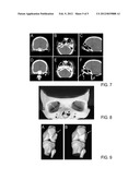 GENERATING MODEL DATA REPRESENTING A BIOLOGICAL BODY SECTION diagram and image