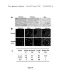 APTAMER-CONTAINING COMPOSITIONS AND METHODS FOR TARGETING E-SELECTIN diagram and image