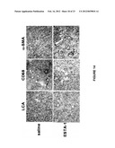 APTAMER-CONTAINING COMPOSITIONS AND METHODS FOR TARGETING E-SELECTIN diagram and image