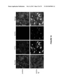 APTAMER-CONTAINING COMPOSITIONS AND METHODS FOR TARGETING E-SELECTIN diagram and image