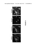 APTAMER-CONTAINING COMPOSITIONS AND METHODS FOR TARGETING E-SELECTIN diagram and image