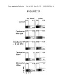 T-Helper Cell Type 17 Lineage-Specific Adjuvants, Compositions and Methods diagram and image