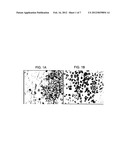 Nanoparticle Targeted Drug Delivery to the Lungs Using Extra-Testicular     Sertoli Cells diagram and image