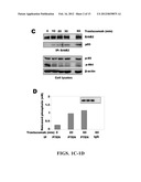 DIAGNOSTIC AND THERAPEUTIC METHODS AND COMPOSITIONS INVOLVING PTEN AND     BREAST CANCER diagram and image