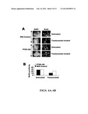 DIAGNOSTIC AND THERAPEUTIC METHODS AND COMPOSITIONS INVOLVING PTEN AND     BREAST CANCER diagram and image