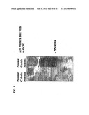 A34 AND A33-LIKE 3 DNA PROTEIN, ANTIBODIES THERETO AND METHODS OF     TREATMENT USING SAME diagram and image