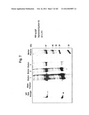 METHOD OF TREATMENT OF NEURODEMENTING DISEASES USING ISOLATED, MONOCLONAL,     HUMAN, ANTI-B-AMYLOID ANTIBODY diagram and image