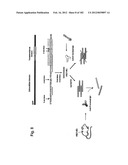 METHOD OF TREATMENT OF NEURODEMENTING DISEASES USING ISOLATED, MONOCLONAL,     HUMAN, ANTI-B-AMYLOID ANTIBODY diagram and image