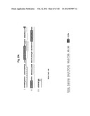 METHOD OF TREATMENT OF NEURODEMENTING DISEASES USING ISOLATED, MONOCLONAL,     HUMAN, ANTI-B-AMYLOID ANTIBODY diagram and image