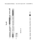 METHOD OF TREATMENT OF NEURODEMENTING DISEASES USING ISOLATED, MONOCLONAL,     HUMAN, ANTI-B-AMYLOID ANTIBODY diagram and image