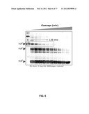 HUMAN BINDING MOLECULES CAPABLE OF NEUTRALIZING INFLUENZA VIRUS H3N2 AND     USES THEREOF diagram and image