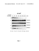 HUMAN BINDING MOLECULES CAPABLE OF NEUTRALIZING INFLUENZA VIRUS H3N2 AND     USES THEREOF diagram and image