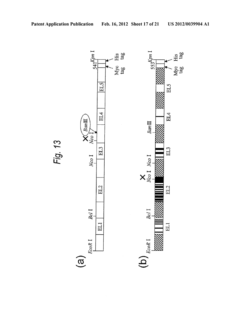 ANTI SYSTEM ASC AMINO ACID TRANSPORTER 2 (ASCT2) ANTIBODY - diagram, schematic, and image 18