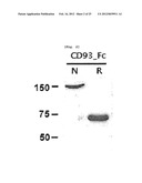 CD93 OR USE OF SOLUBLE FRAGMENT THEREOF diagram and image