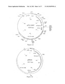 COMPOSITION COMPRISING THE POLYPROTEIN NS3/NS4 AND THE POLYPEPTIDE NS5B OF     HCV, EXPRESSION VECTORS INCLUDING THE CORRESPONDING NUCLEIC SEQUENCES AND     THEIR THERAPEUTIC USE diagram and image