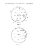 COMPOSITION COMPRISING THE POLYPROTEIN NS3/NS4 AND THE POLYPEPTIDE NS5B OF     HCV, EXPRESSION VECTORS INCLUDING THE CORRESPONDING NUCLEIC SEQUENCES AND     THEIR THERAPEUTIC USE diagram and image