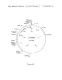 COMPOSITION COMPRISING THE POLYPROTEIN NS3/NS4 AND THE POLYPEPTIDE NS5B OF     HCV, EXPRESSION VECTORS INCLUDING THE CORRESPONDING NUCLEIC SEQUENCES AND     THEIR THERAPEUTIC USE diagram and image