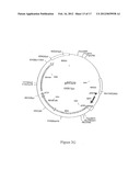 COMPOSITION COMPRISING THE POLYPROTEIN NS3/NS4 AND THE POLYPEPTIDE NS5B OF     HCV, EXPRESSION VECTORS INCLUDING THE CORRESPONDING NUCLEIC SEQUENCES AND     THEIR THERAPEUTIC USE diagram and image