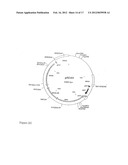 COMPOSITION COMPRISING THE POLYPROTEIN NS3/NS4 AND THE POLYPEPTIDE NS5B OF     HCV, EXPRESSION VECTORS INCLUDING THE CORRESPONDING NUCLEIC SEQUENCES AND     THEIR THERAPEUTIC USE diagram and image