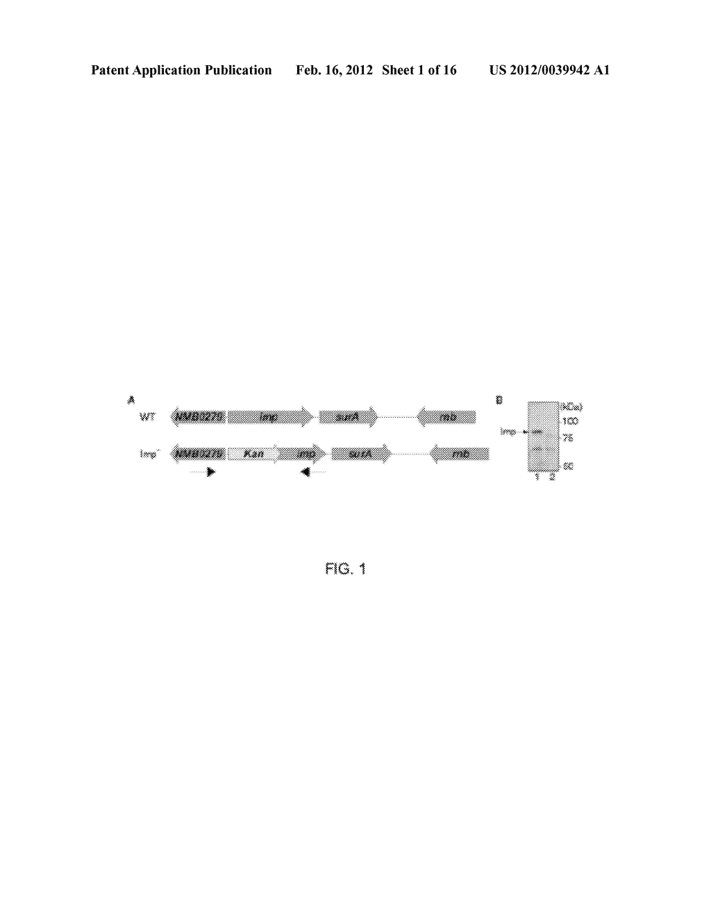 OUTER MEMBRANE VESICLES AND USES THEREOF - diagram, schematic, and image 02