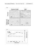 ANTI-MUC1 ANTIBODY diagram and image