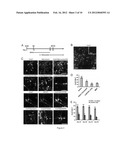 Directed Differentiation of Primate Pluripotent Stem Cells Into Functional     Basal Forebrain Cholinergic Neurons (BFCNs) and Medium Spiny Gabaergic     Projection Neurons diagram and image