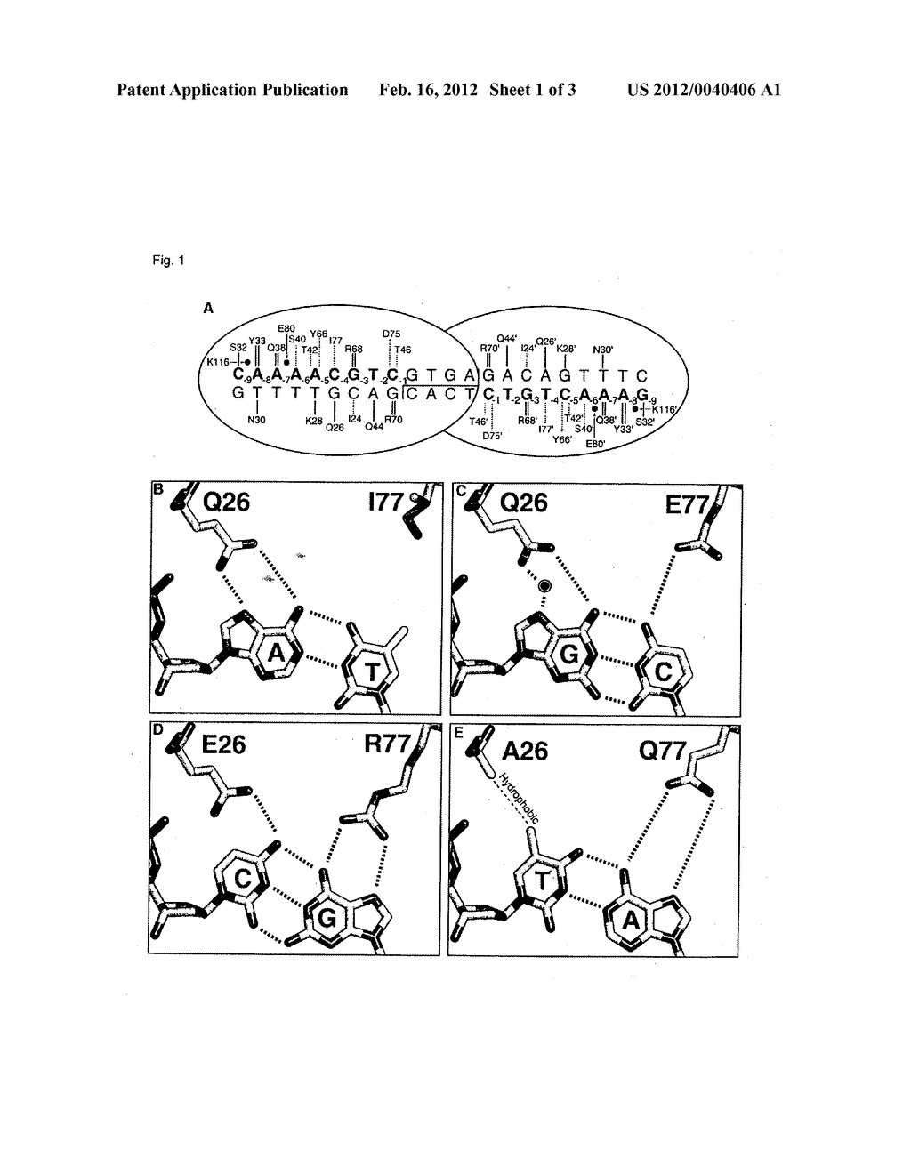 RATIONALLY-DESIGNED MEGANUCLEASES WITH ALTERED SEQUENCE SPECIFICITY AND     DNA-BINDING AFFINITY - diagram, schematic, and image 02