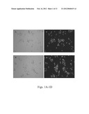 METHOD FOR PRODUCING OIL BY CYSTOFILOBASIDIUM SPP. diagram and image