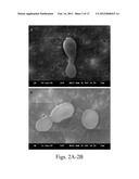 METHOD FOR PRODUCING OIL BY CYSTOFILOBASIDIUM SPP. diagram and image