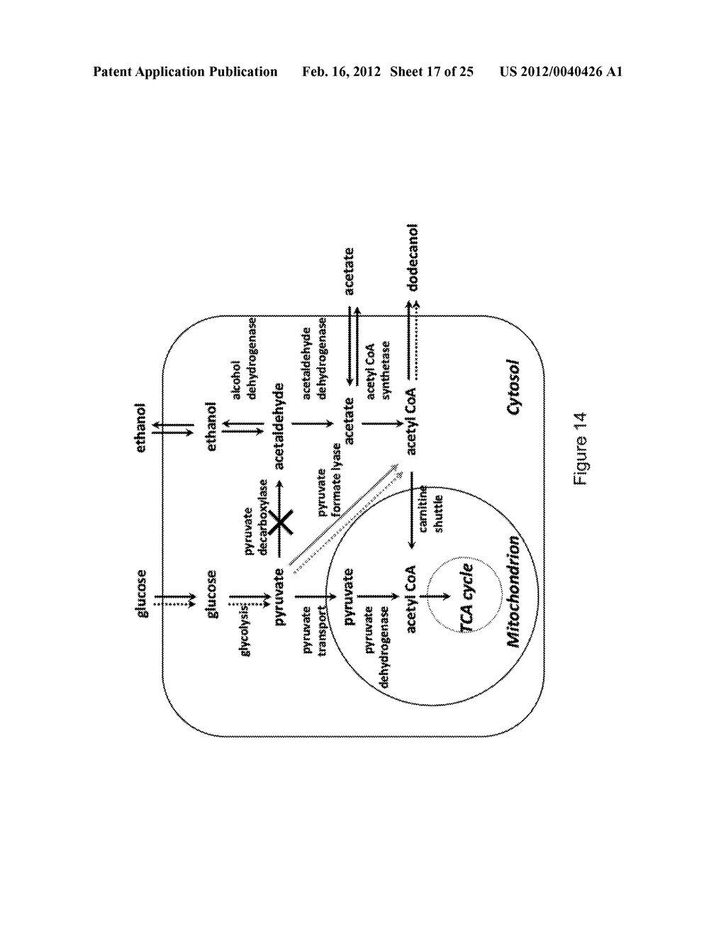 PRIMARY ALCOHOL PRODUCING ORGANISMS - diagram, schematic, and image 18