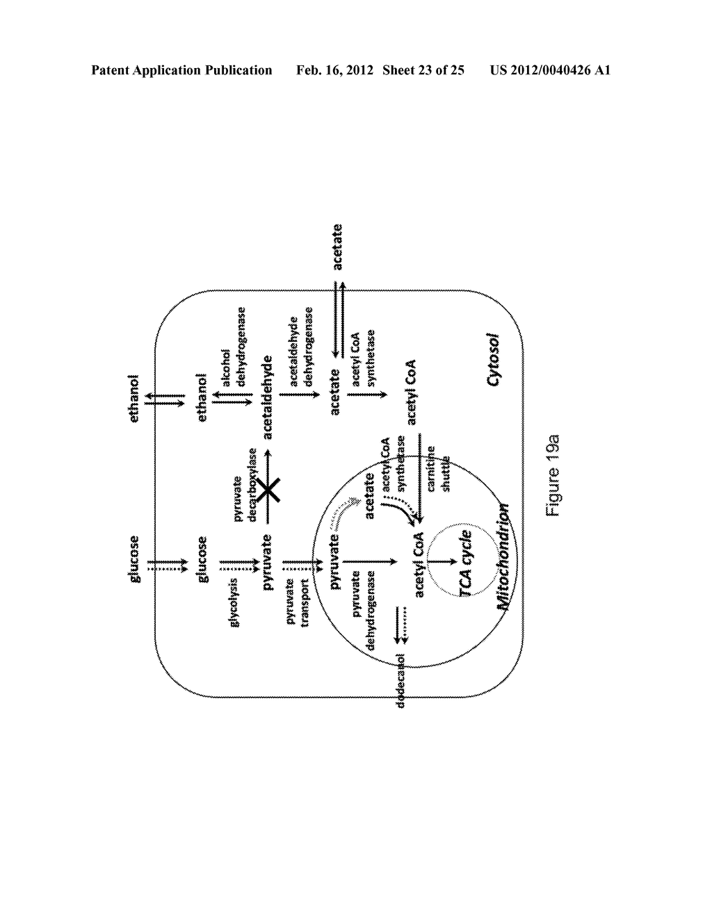 PRIMARY ALCOHOL PRODUCING ORGANISMS - diagram, schematic, and image 24