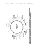 LIVE, ORAL VACCINE FOR PROTECTION AGAINST SHIGELLA DYSENTERIAE SEROTYPE 1 diagram and image