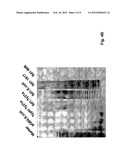 LIVE, ORAL VACCINE FOR PROTECTION AGAINST SHIGELLA DYSENTERIAE SEROTYPE 1 diagram and image