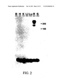 METHODS OF GENE THERAPY USING NUCLEIC ACID SEQUENCES FOR ATP-BINDING     CASSETTE TRANSPORTER diagram and image