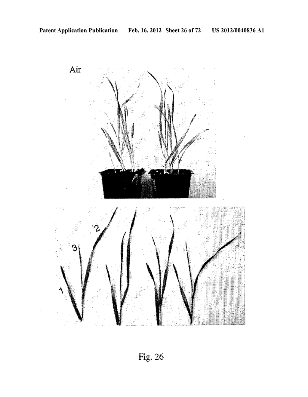 COMPOSITIONS AND METHOD FOR BLOCKING ETHYLENE RESPONSE IN FIELD CROPS     USING 3-(CY-CLOPROPYL-L-ENYL)-PROPANOIC SALT - diagram, schematic, and image 27