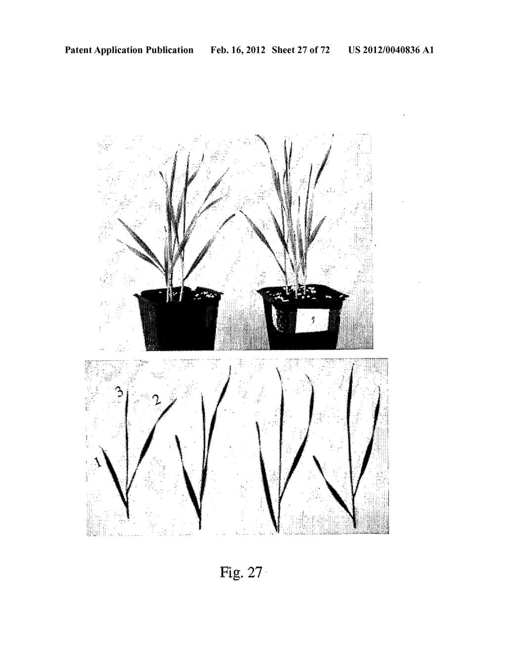 COMPOSITIONS AND METHOD FOR BLOCKING ETHYLENE RESPONSE IN FIELD CROPS     USING 3-(CY-CLOPROPYL-L-ENYL)-PROPANOIC SALT - diagram, schematic, and image 28