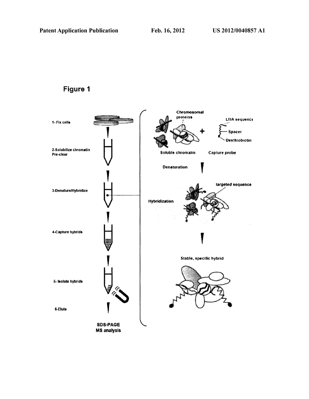 ISOLATION OF FACTORS THAT ASSOCIATE DIRECTLY OR INDIRECTLY WITH CHROMATIN - diagram, schematic, and image 02