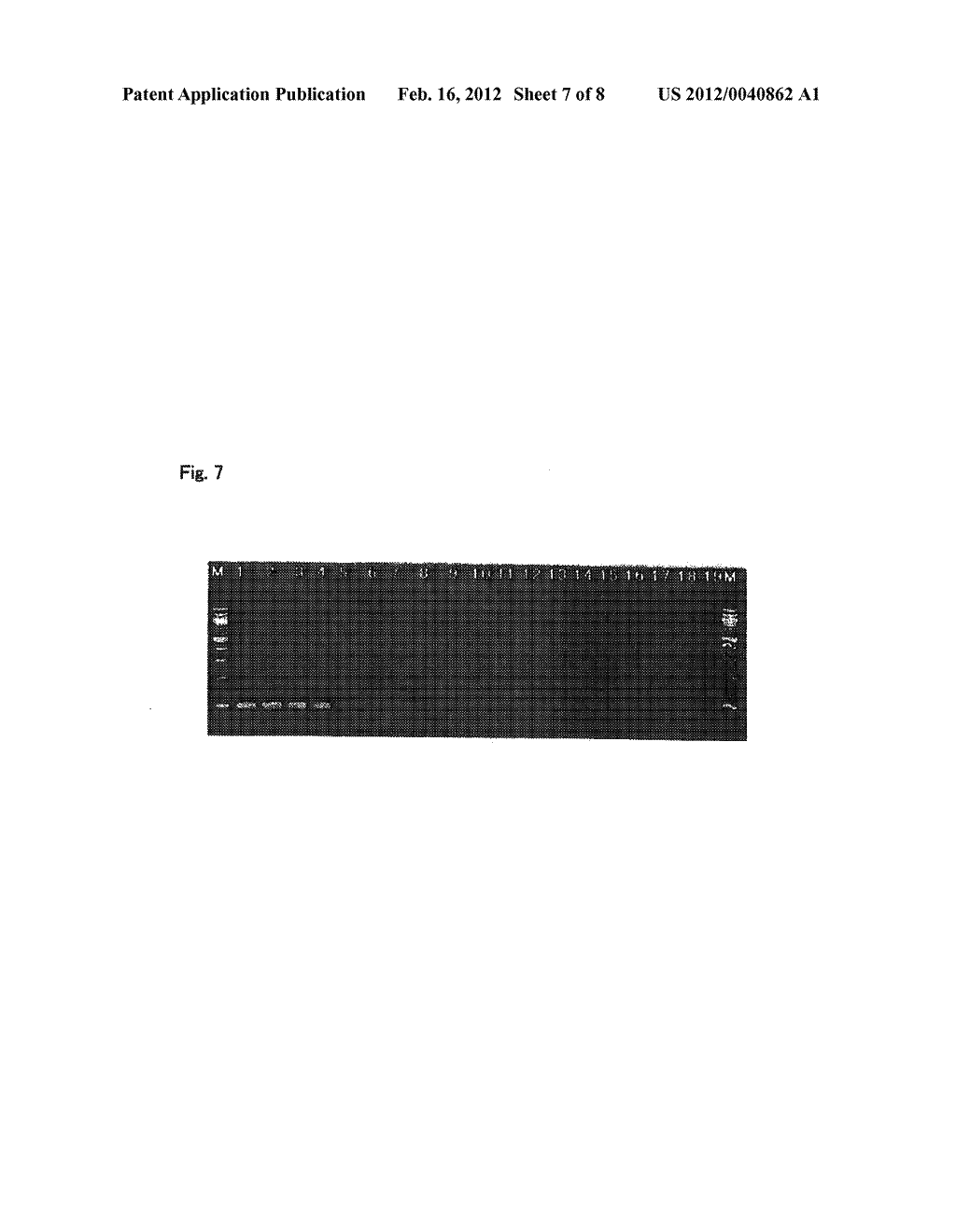 METHOD FOR DETECTING AND QUANTIFYING ENDOGENOUS WHEAT DNA SEQUENCE - diagram, schematic, and image 08