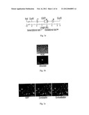 MODIFICATION OF FEEDING BEHAVIOUR diagram and image