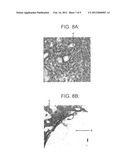 Method of Use of Bioactive Materials diagram and image