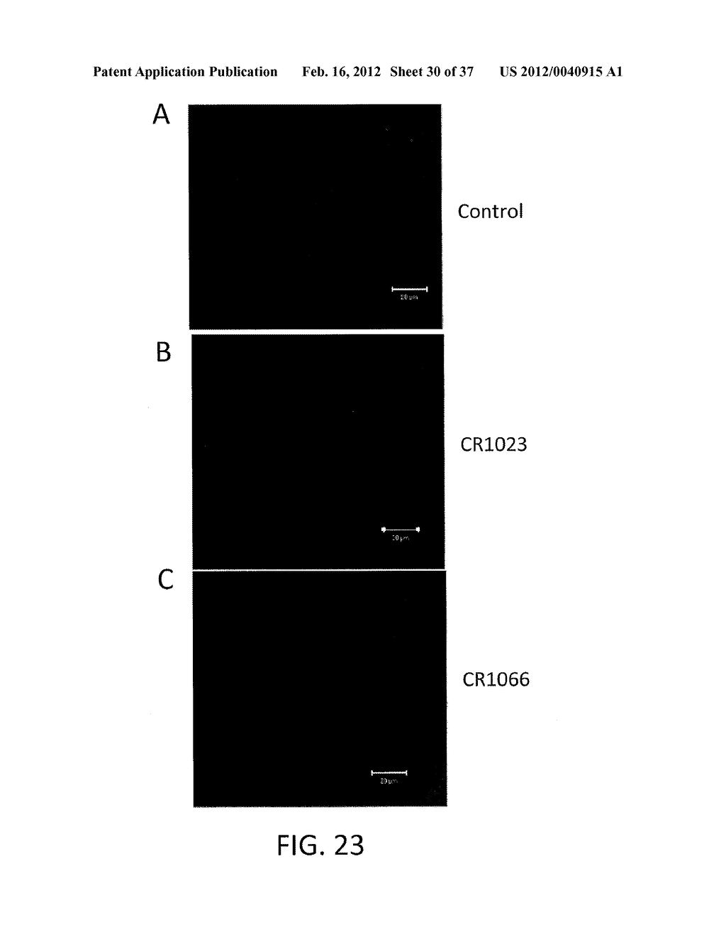 PEPTIDES AND NANOPARTICLES FOR THERAPEUTIC AND DIAGNOSTIC APPLICATIONS - diagram, schematic, and image 31