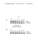 DESIGN OF SMALL-INTERFERING RNA diagram and image