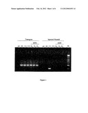 DELIVERY OF dsRNA TO ARTHROPODS diagram and image