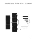 Method of inducing neovascularization diagram and image