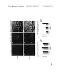 Method of inducing neovascularization diagram and image