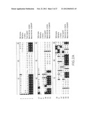 B LYMPHOCYTE STIMULATOR ASSAYS diagram and image