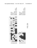 B LYMPHOCYTE STIMULATOR ASSAYS diagram and image