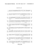 B LYMPHOCYTE STIMULATOR ASSAYS diagram and image