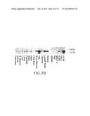 B LYMPHOCYTE STIMULATOR ASSAYS diagram and image